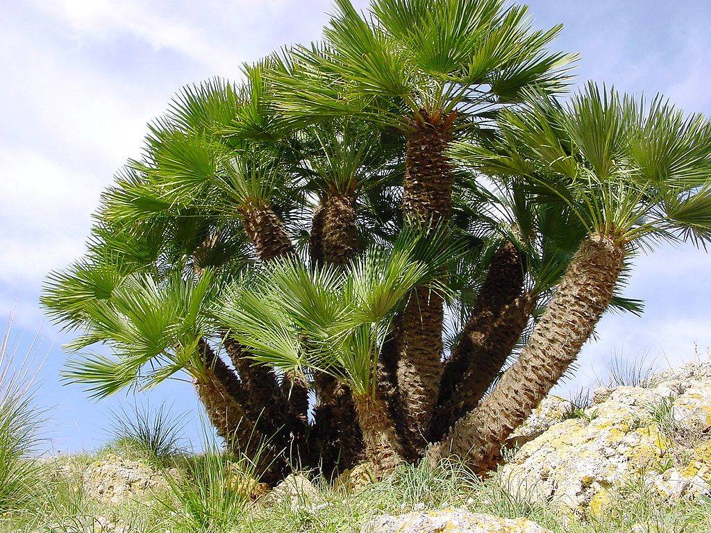 CHAMAEROPS HUMILIS 