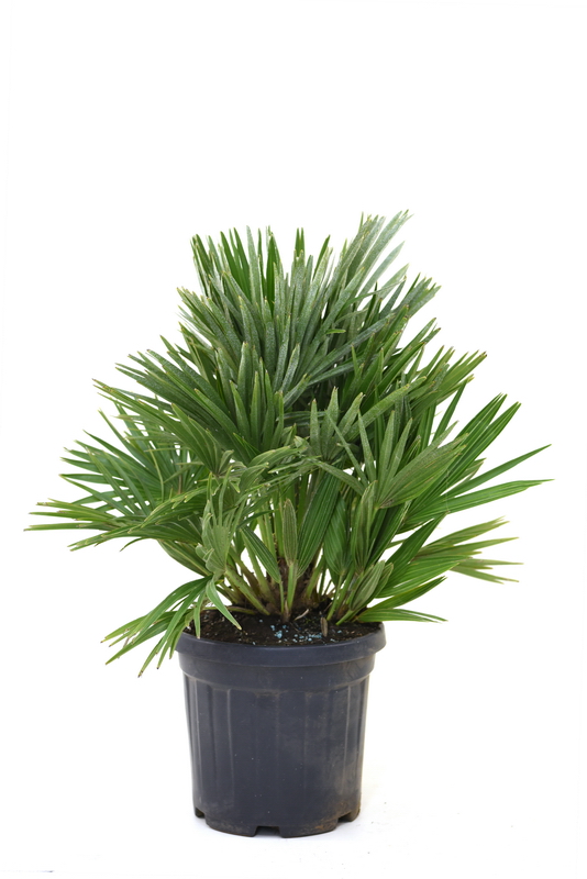 CHAMAEROPS ETNA 