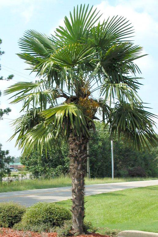 TRACHYCARPUS FORTUNEI 