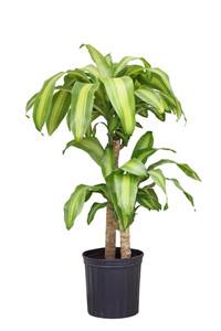 DRACAENA 