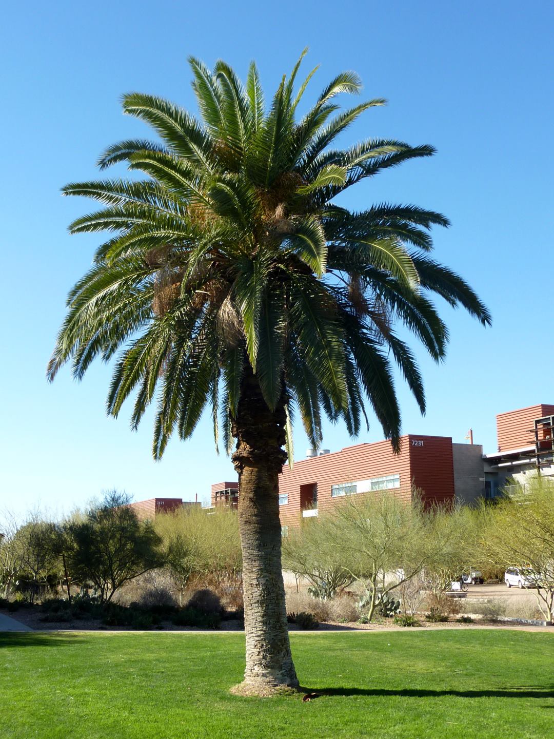 PHOENIX CANARIENSIS