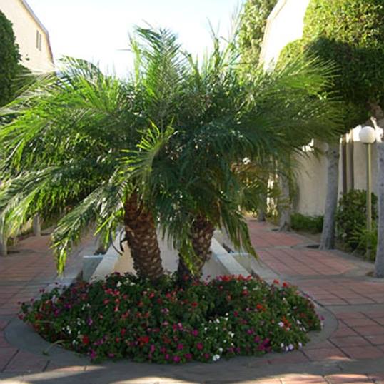 PHOENIX ROEBELENII 